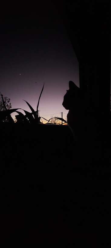 A cat sits in silhouette, gazing serenely at twilight’s fading light. Plants and a bright star accompany the tranquil evening scene, evoking quiet contemplation and beauty.