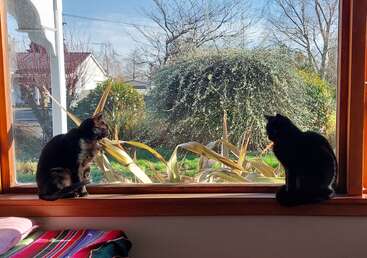 Two black cats sit on a sunny windowsill, gazing outside. The garden is lush, green, and framed by bare winter trees and colorful plants.
