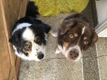 Two adorable dogs, one with black and white fur, the other brown, sit side by side indoors, gazing up with curious, expectant expressions on their faces.
