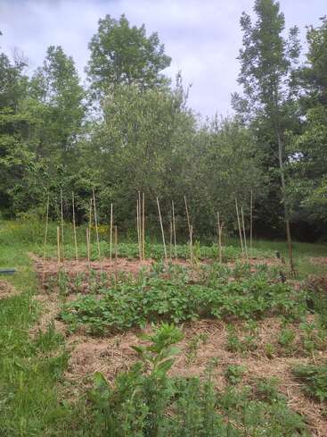 A lush vegetable garden with leafy plants growing in rows is surrounded by straw mulch, wooden stakes, green grass, and tall trees in the background. Peaceful scene.