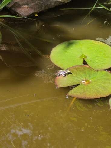 A small frog rests on a green lily pad in a calm pond, surrounded by murky water, green plants, rocks, and a few water insects.