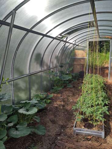 This image shows a greenhouse with curved, translucent walls. Inside, tomato plants grow on the right with string supports, while large-leafed plants grow on the left.