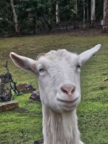A white goat stands in a green field, gazing directly at the camera. Behind it, trees and rocks create a peaceful, natural forest background.