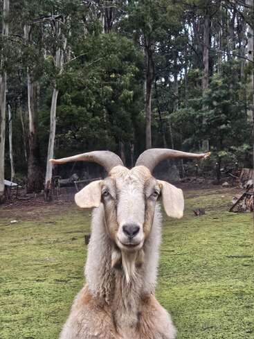 A goat with long, curved horns stands on green mossy ground. Behind it, tall trees and dense forest create a natural, woodland background. The goat stares.