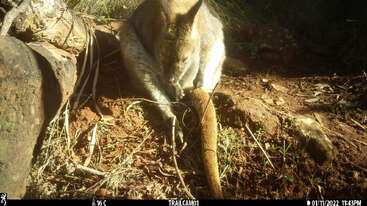 A wallaby sits on the sunlit ground near some logs, grooming its tail. The scene is captured by a trail camera on a bright, dry day.