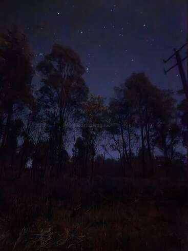 A dark, serene forest scene is illuminated by a star-filled night sky. Tall trees silhouette against the blue-black sky, creating a peaceful, mysterious atmosphere.