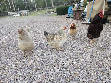 Four chickens walk on a gravel-covered path in a farmyard. Green grass, trees, and various farm supplies are visible in the background, creating a rustic scene.
