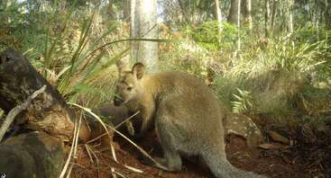 A wallaby sits on a forest floor surrounded by native Australian vegetation, tree trunks, and ferns, with sunlight filtering through the dense woodland canopy above.