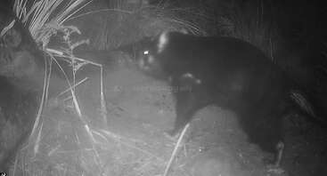 A nocturnal black animal, likely a Tasmanian devil, is captured by a trail camera in a forested area with grass, plants, and dim lighting.