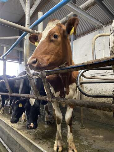 A brown and white cow stands in a milking parlor beside black cows. Metal rails and tags are visible. The setting is a modern dairy farm.