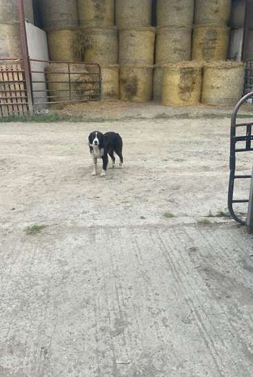 A black and white dog stands on a concrete surface in front of stacked round hay bales. The scene appears to be a farm or barnyard.