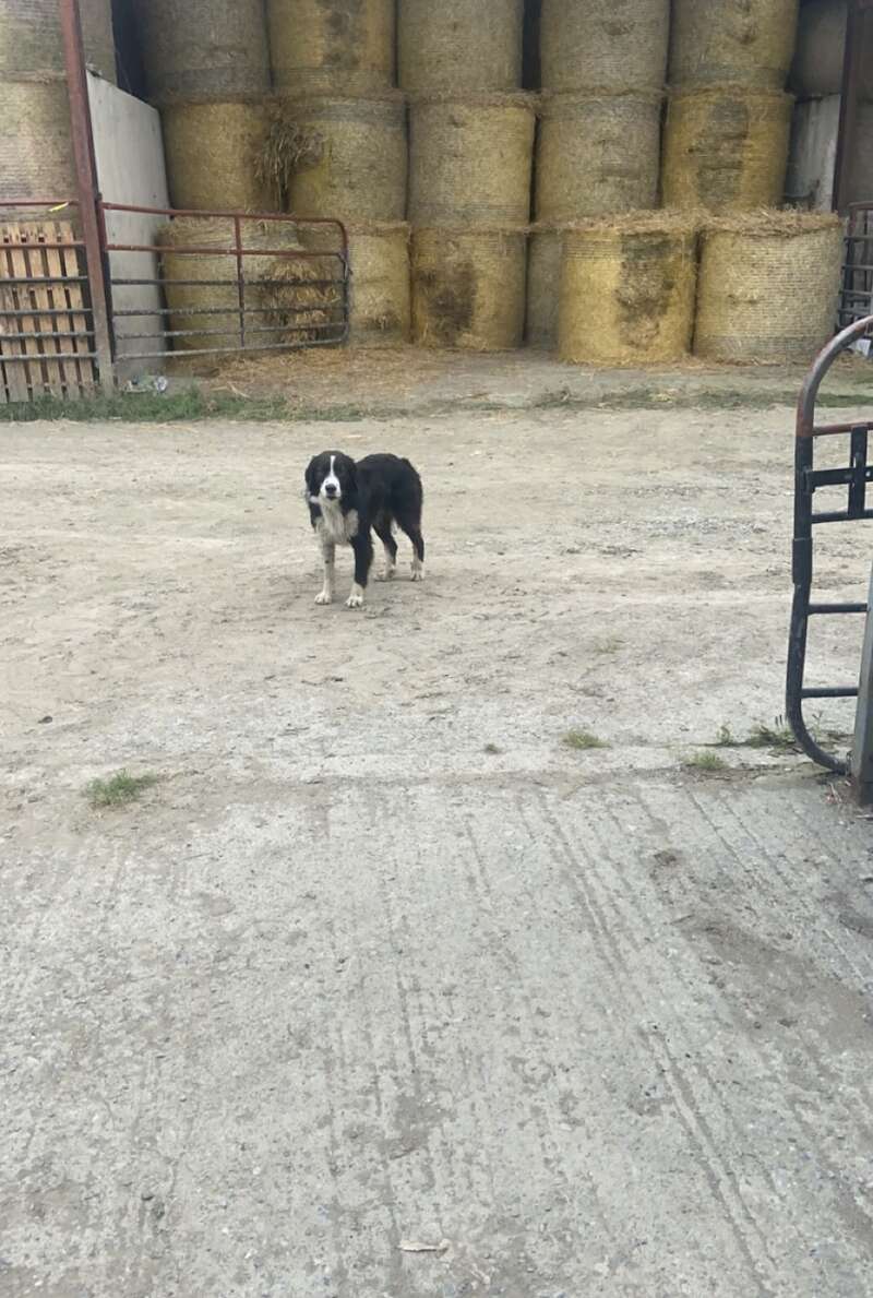 A black and white dog stands on a concrete surface in front of stacked round hay bales. The scene appears to be a farm or barnyard.