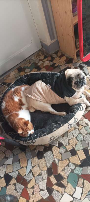 A pug in a beige and black coat shares a cozy pet bed with a ginger and white cat. Both look comfortable on a patterned floor.