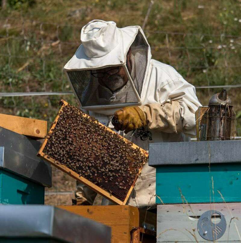 A beekeeper, dressed in protective gear, inspects a wooden hive frame full of bees. Colorful beehives and a smoker are visible outdoors in sunlight.