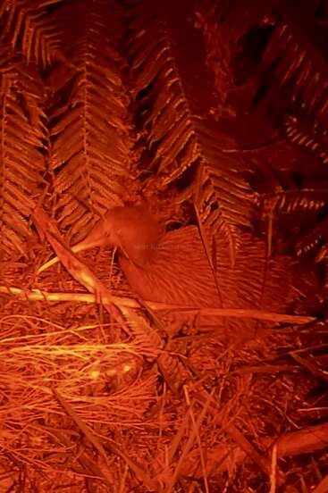 Un oiseau, peut-être un kiwi, se niche parmi des fougères sèches et des brindilles. La scène est éclairée par une lumière rouge-orange, créant une atmosphère chaude et terreuse.