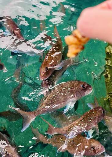 Eine Gruppe von Fischen schwimmt in klarem, grünem Wasser und nähert sich eifrig einer Hand, die Futter über ihnen hält, was für Wellen und Aufregung in der Szene sorgt.