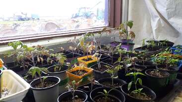Numerous young plants in various pots grow on a windowsill indoors. Outside, logs and farming equipment are visible through the window, creating a rustic atmosphere.