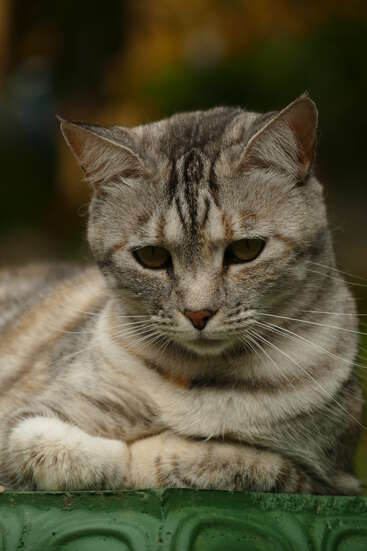 Photo en gros plan d'un chat tabby gris aux motifs frappants, se reposant sur une surface verte, l'air calme et détendu, avec un arrière-plan flou et doux.