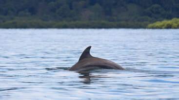 Un dauphin nage gracieusement près de la surface de l'eau, sa nageoire dorsale étant visible au-dessus de l'eau bleue calme. À l'arrière-plan, une végétation verdoyante borde le rivage.