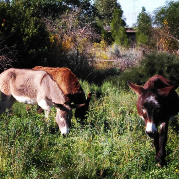 The image depicts two donkeys grazing in a lush field of greenery, with one donkey approaching the camera and the other focused on eating.