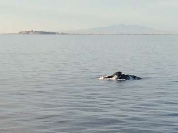 Das Bild zeigt einen im Meer schwimmenden Wal, dessen Schwanz über der Wasseroberfläche zu sehen ist, vor einer fernen Berglandschaft.