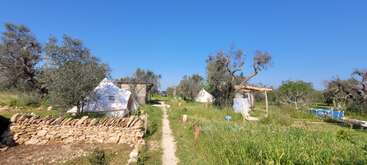 Ein Feldweg führt durch einen ländlichen Campingplatz mit weißen Zelten, rustikalen Holzhütten, Olivenbäumen, Steinmauern, hohem Gras und strahlend blauem Himmel unter strahlendem Sonnenschein.
