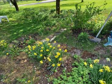 The image depicts a serene garden scene with vibrant yellow daffodils, lush greenery, and a few trees, set against a backdrop of a grassy field and a paved path.