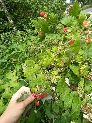 The image depicts a hand reaching for ripe red raspberries on a lush green bush, surrounded by vibrant foliage and a serene outdoor setting.