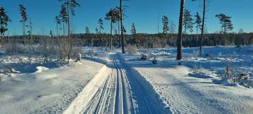 A clear blue sky shines over a snowy landscape with tall trees. Freshly groomed ski tracks stretch forward through the winter forest, creating a peaceful scene.
