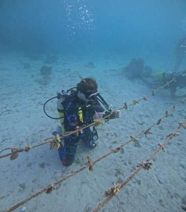 Ein Taucher reinigt unter Wasser Korallenfragmente, die an Seilen befestigt sind, und nimmt damit an einem Projekt zur Wiederherstellung von Korallen teil. Im Hintergrund ist ein weiterer Taucher zu sehen, der ihm bei der Arbeit hilft.
