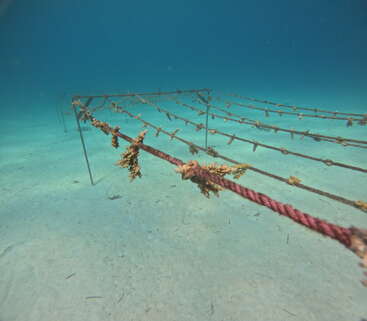 Dieses Unterwasserbild zeigt eine Korallenkinderstube mit zwischen Metallrahmen gespannten Seilen, in denen junge Korallen wachsen und über dem sandigen Meeresboden in klarem blauen Wasser hängen.