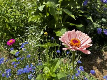 Uma cena vibrante de jardim com uma grande zínia rosa em primeiro plano, cercada por flores silvestres azuis e roxas, folhagem verde exuberante e luz do sol.