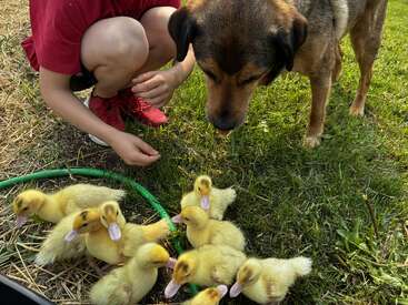 Uma criança vestida de vermelho está agachada ao lado de um cachorro curioso e de um grupo de patinhos amarelos e fofinhos na grama verde e no feno, explorando juntos o ar livre tranquilamente.