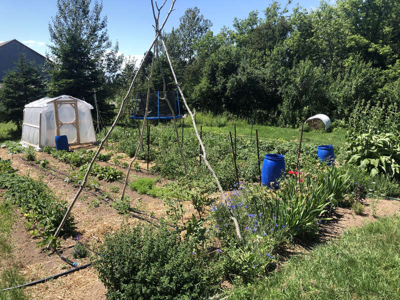 This image shows a lush garden with vegetable rows, blue barrels, a small greenhouse, towering trees, a trampoline, and a sunny, peaceful, rural setting.
