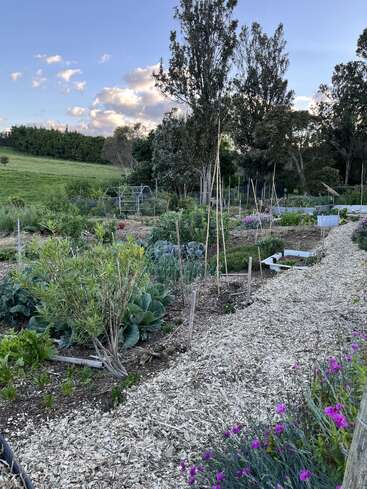 This image shows a lush vegetable garden with wood chip paths, tall trees, flowering plants, a greenhouse, and a backdrop of green grassy fields under a blue sky.