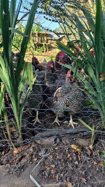Several black and white striped chickens stand behind a wire fence, surrounded by green plants. Sunlight shines, and a wooden chicken coop is visible in the background.