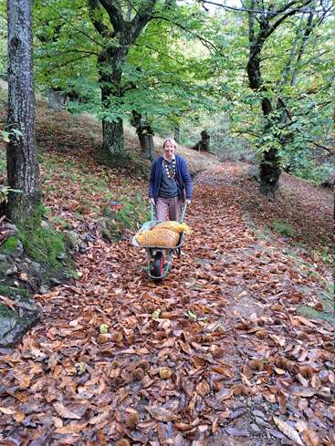 Una persona sonriente empuja una carretilla llena de un saco amarillo a través de un frondoso camino forestal cubierto de hojas caídas y cáscaras de castaño en un día de otoño.