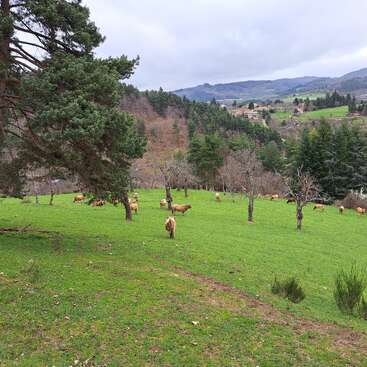 Un apacible pasto verde con vacas pastando entre árboles dispersos. Detrás, un bosque y colinas se elevan bajo un cielo nublado. El paisaje parece tranquilo y rural.