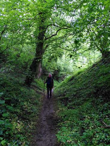 Une personne âgée, appuyée sur une canne, se promène sur un sentier étroit et boueux, entourée d'une végétation luxuriante et verdoyante, sous un dais d'arbres aux feuilles chatoyantes.