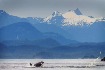 A majestic orca surfaces in calm waters, with dense forest and towering, snow-capped mountain peaks in the background under a cloudy, tranquil sky. Nature’s beauty.