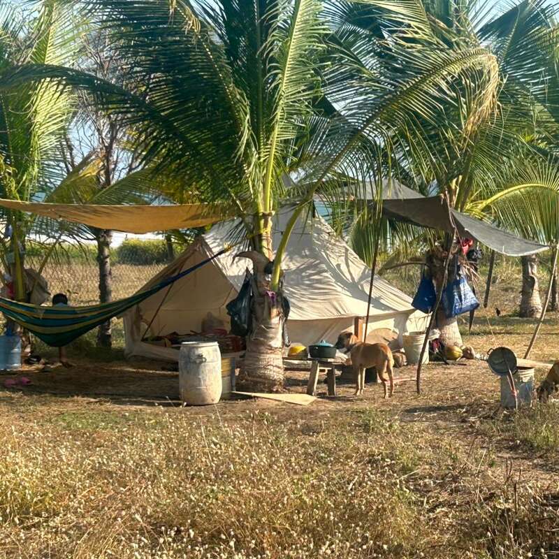 Hay un campamento situado bajo unas palmeras, con una hamaca, una tienda de campaña, un perro, lonas para dar sombra y diversos objetos esparcidos por la zona.