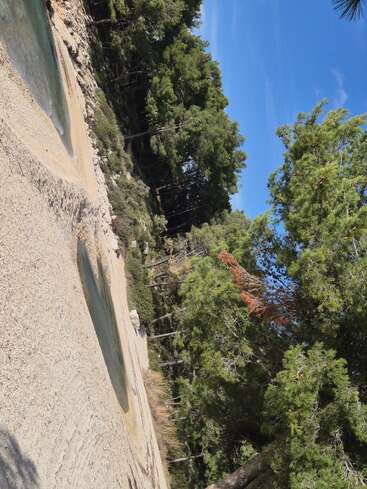 A serene landscape with sandy terrain, natural pools of water, and a dense forest of tall green pine trees under a bright clear blue sky. Peaceful nature.