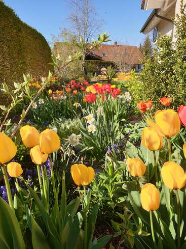 A vibrant spring garden filled with yellow, orange, and red tulips, along with white daffodils. Blue sky, hedges, and a house in the background.