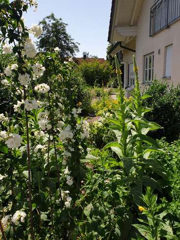 A lush garden flourishes beside a beige house. White and yellow flowers bloom among green foliage. Sunlight brightens the vibrant, peaceful, and well-tended outdoor scene.