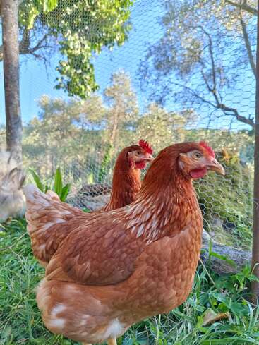 Deux poules brunes se tiennent sur l'herbe verte à l'intérieur d'un enclos. La lumière du soleil filtre à travers les arbres, créant une scène champêtre paisible sous un ciel bleu limpide.