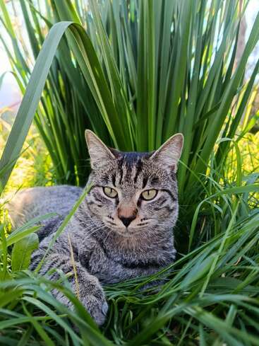 Un chat tigré gris se prélasse dans une herbe verte et luxuriante, entouré de hautes tiges. Le chat regarde calmement devant lui, profitant de la lumière du soleil et du calme de la nature.