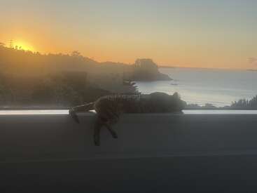 A relaxed cat is lying on a windowsill, silhouetted by the soft golden glow of sunset over a peaceful coastal landscape, trees, and calm water.