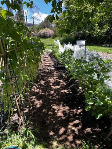A imagem mostra um jardim com fileiras de plantas, um caminho de pedra e uma cerca de rede branca, cercado por árvores e uma área gramada em um dia ensolarado.