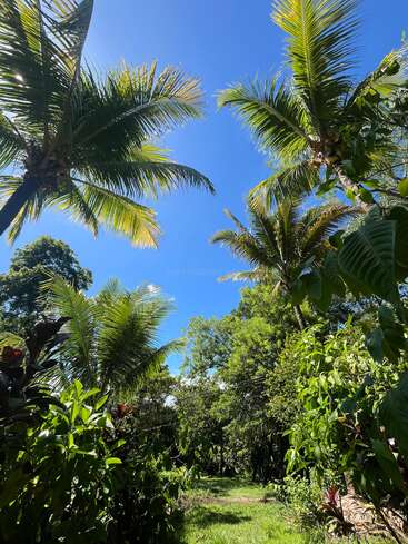 De grands palmiers et un feuillage tropical luxuriant encadrent un ciel bleu clair. La lumière vive du soleil met en valeur la verdure vibrante, créant une atmosphère sereine et invitante dans ce jardin paisible.