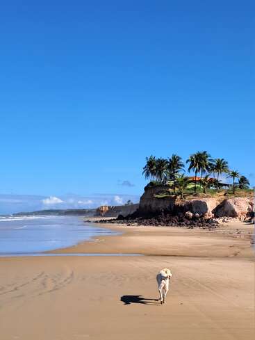 Um cachorro caminha sozinho em uma praia de areia sob um céu azul claro. As palmeiras e os penhascos rochosos aparecem à frente, criando uma cena tropical e tranquila.